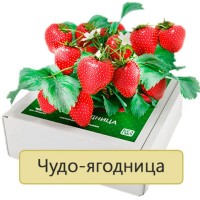 Сказочный Сбор